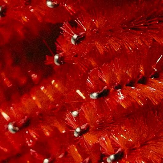 Black Friday Red Light Package BOGO